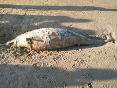 Tursiops truncatus