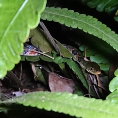 Xenochrophis trianguligerus