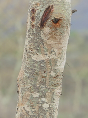 Vachellia seyal