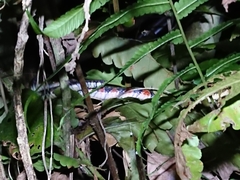 Xenochrophis trianguligerus