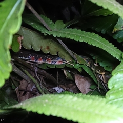 Xenochrophis trianguligerus