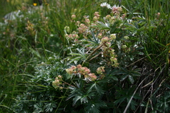 Alchemilla sericea