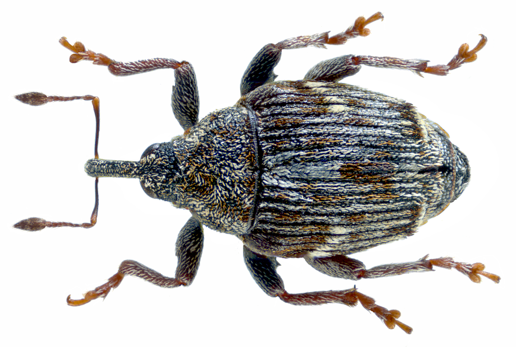 Ceutorhynchini