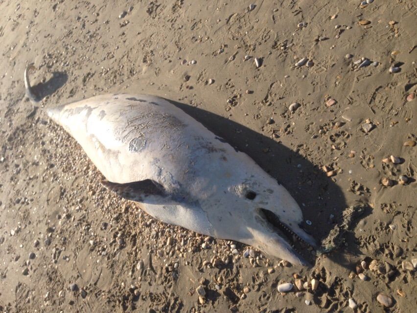 Tursiops truncatus<br>12 December, 2015