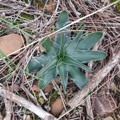 Scilla peruviana