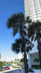 Sabal palmetto