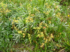 Alchemilla sericea