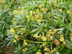Alchemilla sericea