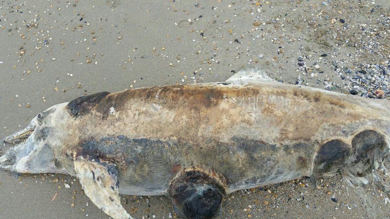 Tursiops truncatus<br>01 June, 2024