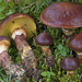Larch Suillus - Photo (c) Federico Calledda, some rights reserved (CC BY-NC), uploaded by Federico Calledda