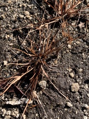 Cyperus granitophilus