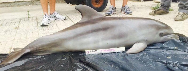 Tursiops truncatus<br>10 July, 2016