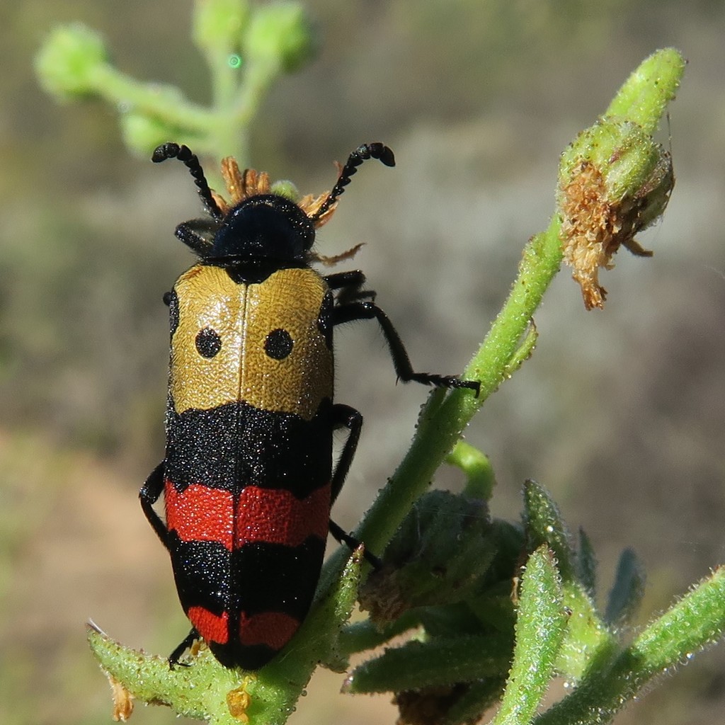 Ceroctis quadrifasciata