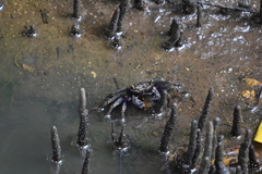 Episesarma versicolor