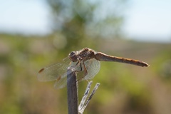 Sympetrum meridionale
