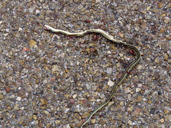 Thamnophis proximus orarius