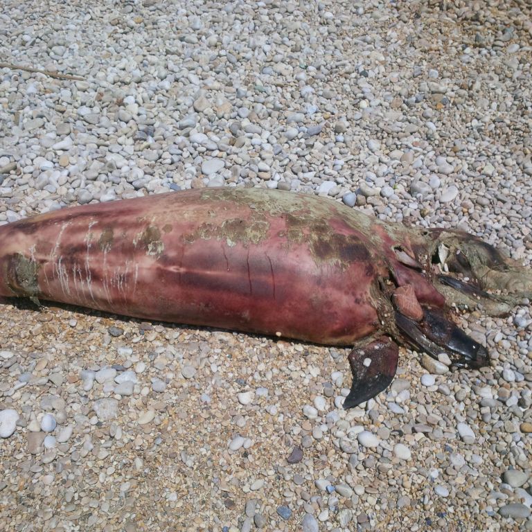 Tursiops truncatus<br>17 July, 2016
