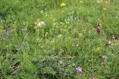 Alchemilla tephroserica
