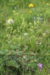 Alchemilla tephroserica
