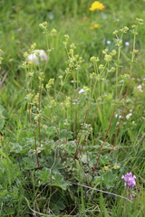 Alchemilla tephroserica