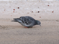 Columba livia domestica