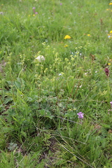 Alchemilla tephroserica