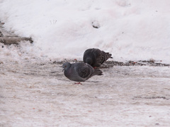 Columba livia domestica