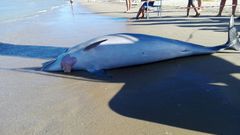 Tursiops truncatus