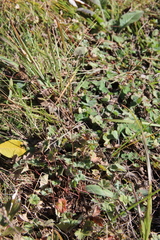 Alchemilla valdehirsuta