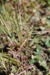 Alchemilla valdehirsuta