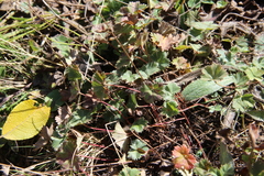Alchemilla valdehirsuta