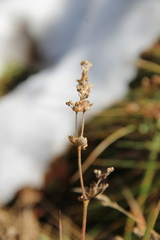 Alchemilla valdehirsuta