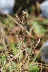 Alchemilla valdehirsuta