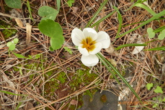 Crocus hyemalis