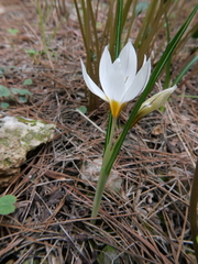 Crocus hyemalis
