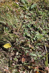 Alchemilla valdehirsuta