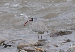 Ibidorhyncha struthersii