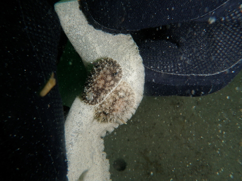 Acanthodoris brunnea