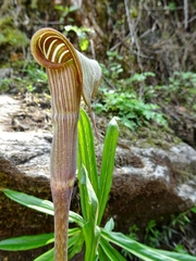Arisaema erubescens