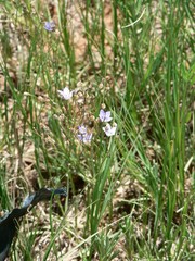 Wahlenbergia androsacea