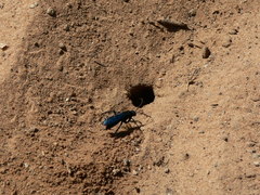 Batozonellus fuliginosus