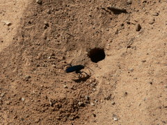 Batozonellus fuliginosus