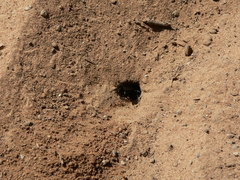 Batozonellus fuliginosus