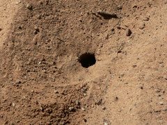 Batozonellus fuliginosus