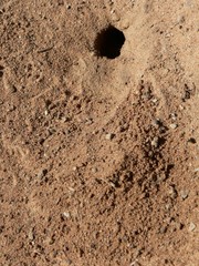 Batozonellus fuliginosus