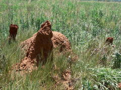 Odontotermes latericius