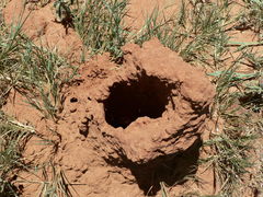 Odontotermes latericius