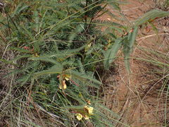 Chamaecrista comosa