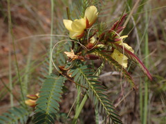 Chamaecrista comosa