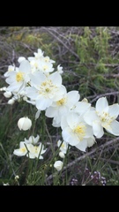 Thalictrum tuberosum